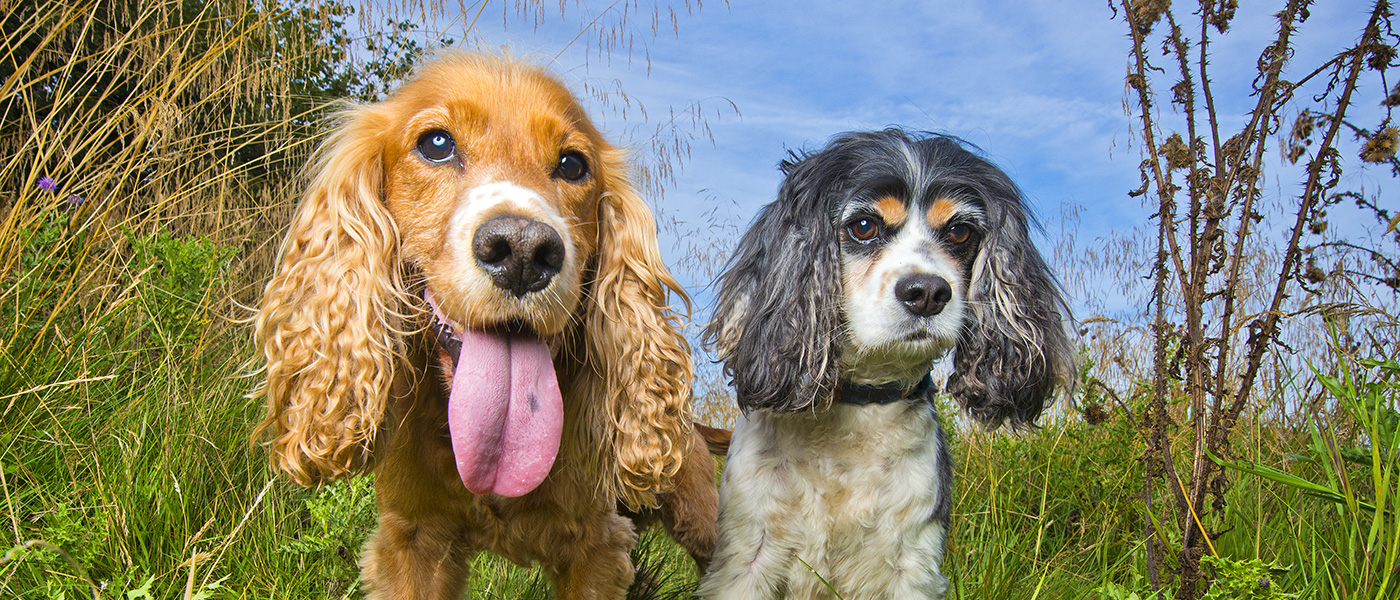 Pet Insurance Image